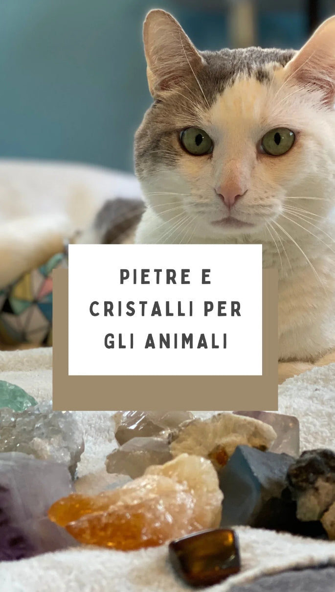 Cane e gatto & mineral